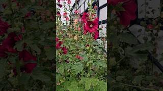 Hollyhocks A Favorite Cottage Garden Plant [upl. by Kcirdlek300]