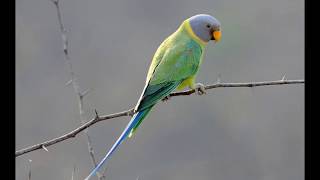 plum headed parakeet full information  in Hindi  Petshala [upl. by Zetrom263]