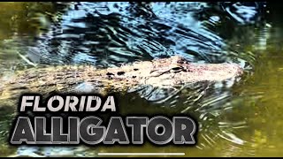 Encounter with a Florida Alligator [upl. by Urien493]