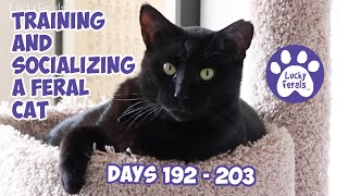 Training And Socializing A Feral Cat  Part 21  Days 192  203  Cat Video Compilation [upl. by Hummel]