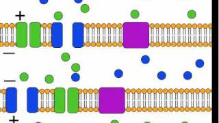 The Action Potential [upl. by Eberta]