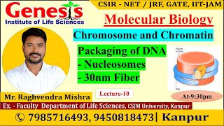 Nucleosomes  30nm Fiber  Molecular Biology  Lecture10  CSIR NETJRF  Life science [upl. by Bartosch]