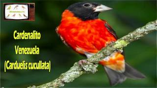 Canto Cardenalito Venezuela  Spinus cucullata  Carduelis cucullata [upl. by Htennaj]