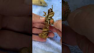 Satisfying Removing Parasites From Becky the Shrimp nature shorts [upl. by Rourke]