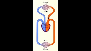 Blutkreislauftcsproj [upl. by Llenrahc]