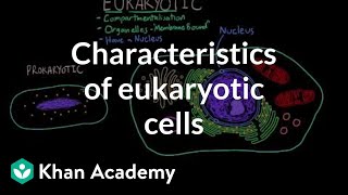 Characteristics of eukaryotic cells  Cells  MCAT  Khan Academy [upl. by Brause]