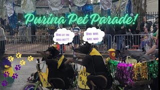 PET PARADE IN SOULARD ST LOUIS MO [upl. by Atsillak495]