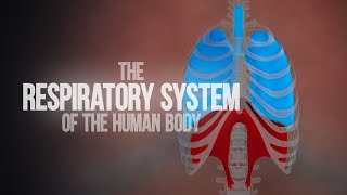 Respiratory System of the Human Body  How the Lungs Work Animation [upl. by Eigriv38]