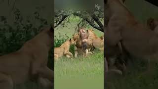 The Fierce Battle Between Lioness and Topi Antelope [upl. by Ataymik]