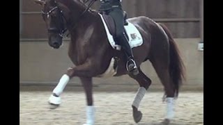 SOLD wwwsporthorsesonlinecom 2001 PSG Hanoverian mare 162 hh [upl. by Kelly]