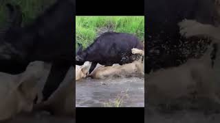 Epic Animal Battles Lions vs Hyenas  Wildlife Showdown animals amazonrainforest wildlife [upl. by Gathard]