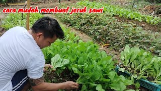 Berbakti kepada tanahMemungut hasil sayur freshMembuat jeruk Sawi [upl. by Iarahs]