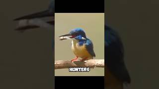 An EXCELLENT HUNTER  Kingfisher 🤓 [upl. by Gnad]