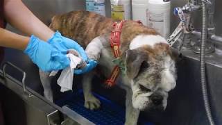 How to prevent bulldog skin amp skinfold infection with Dr Kraemer Vet4Bulldog therapeutic products [upl. by Jonina566]