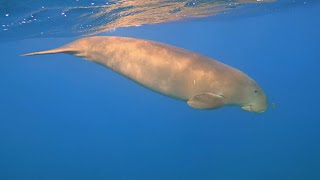 WHICH IS WHICH Manatee or Dugong  Oceana [upl. by Ardnuhs488]