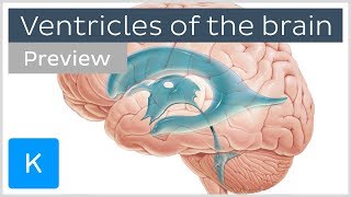 Ventricles of the brain and CSF preview  Human Neuroanatomy  Kenhub [upl. by Chantalle]