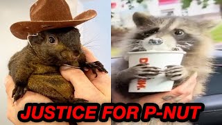 The pet squirrel raid gets worse [upl. by Wamsley]