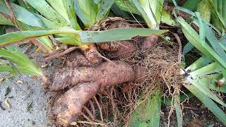 How do Iris rhizomes look like [upl. by Hasen449]