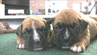 Boxer Puppies Start To Walk in HD [upl. by Perlie133]