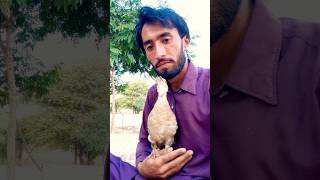 Dakhni teetar ki awaaz birdbirdsloverwildlifeshort [upl. by Hanson60]