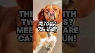 The Dog with Two Noses Meet the Rare Catalburun catalburun doglover dog rare [upl. by Alane]