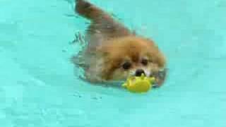 Funny Little Red Pomeranians best swimming adventure [upl. by Flowers228]