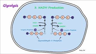 Metabolism  Part 2  Glycolysis and Lactic Acid Fermentation [upl. by Cassandry]