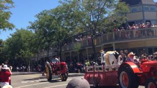 Cattle Drive In Pleasanton Alameda County Fair [upl. by Olegna]