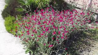 Drought tolerant Perennial Flower Lychnis coronaria [upl. by Ayoj]