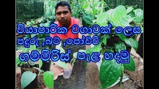 පදුරුගම්රිස් පැළ වියාපාරික වගාවක්ලෙස නිෂ්පාදනය Paduru gammiris Pepper cultivation [upl. by Notniv]