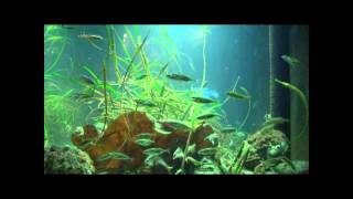 Stickleback Fish Aquarium [upl. by Vlada]