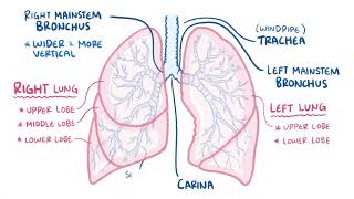 Anatomy of the respiratory system [upl. by Eletnahs]