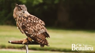 Falconry at Beaulieu [upl. by Hebert60]