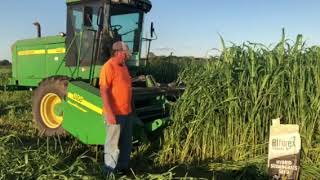 Cutting Hay in the Eye of the Hurricane [upl. by Eerahc808]