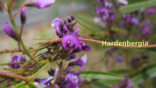 Hardenbergia Growing Guide by GardenersHQ [upl. by Latsirk]