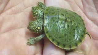 Twoheaded turtle in Texas named Thelma and Louise [upl. by Eidnil]