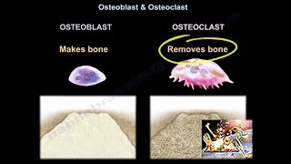 Osteoblast amp Osteoclast  Everything You Need To Know  Dr Nabil Ebraheim [upl. by Noiemad]