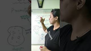 Opsonization  Concept in 1 min with khushboo shortsunacademylivecsir csirnet2021 [upl. by Crockett534]