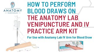 Performing blood draws on the Anatomy Lab Venipuncture and IV Practice Arm Kit and Simulation Arm [upl. by Asiuqram]