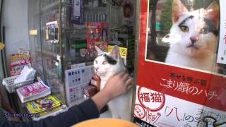 ねこの足跡1 〜福ねこの 八ちゃん〜 東京MXヒーリングタイム放映中 [upl. by Garfinkel888]