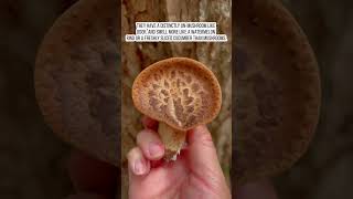 What is dryads saddle aka pheasants back mushroom mushroomhunting [upl. by Hannibal]