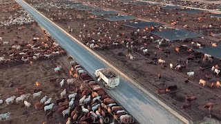 Largest Cattle Farm  American Ranchers Raise 603 Million Beef Cattle This Way [upl. by Zetes]