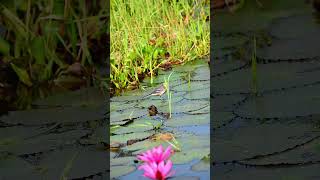 Morning breakfast of a Citrine Wagtail at Urpad Bil Agia [upl. by Candy794]