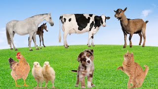 Familiar Animals  Dog Cow Chicken Cat Goat Horse  Animal Sounds [upl. by Ahtekal]