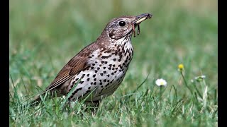 1 hour sound of Song thrush [upl. by Hyacinth]