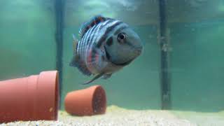 Convict Cichlid Care and Information [upl. by Hermann]