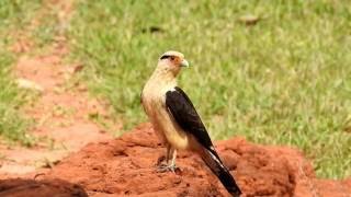 GAVIÃOCARRAPATEIRO canto MILVAGO CHIMACHIMA YELLOW HEADED CARACARA PINHÉ CHIMANGOCARRAPATEIRO [upl. by Edmonds]