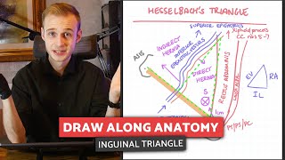 Inguinal Ligament amp Hesselbachs Inguinal Triangle  Draw Along Anatomy [upl. by Tevis456]