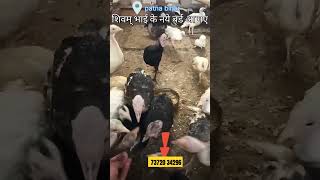 Shivam bhai new birds salemini vlogspatna bihar petsTurkey birds sale shorts [upl. by Gwenette]