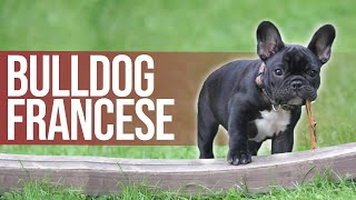 Il Bulldog Francese  Curiosità e Prezzo [upl. by Sihonn456]